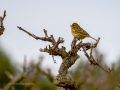 Escribano cerillo - Emberiza citrinella - Verderola