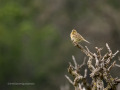 Escribano cerillo - Emberiza citrinella - Verderola