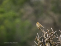 Escribano cerillo - Emberiza citrinella - Verderola