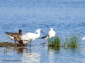 Espátula común - Platalea leucorodia - Becplaner comú