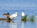Espátula común - Platalea leucorodia - Becplaner comú