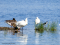 Espátula común - Platalea leucorodia - Becplaner comú