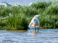 Espátula común - Platalea leucorodia - Becplaner comú