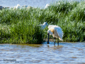 Espátula común - Platalea leucorodia - Becplaner comú
