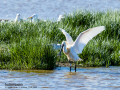 Espátula común - Platalea leucorodia - Becplaner comú