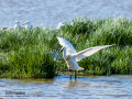 Espátula común - Platalea leucorodia - Becplaner comú