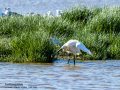 Espátula común - Platalea leucorodia - Becplaner comú
