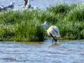 Espátula común - Platalea leucorodia - Becplaner comú