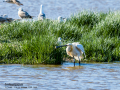 Espátula común - Platalea leucorodia - Becplaner comú