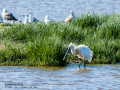 Espátula común - Platalea leucorodia - Becplaner comú