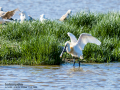 Espátula común - Platalea leucorodia - Becplaner comú