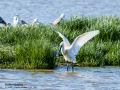 Espátula común - Platalea leucorodia - Becplaner comú