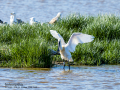 Espátula común - Platalea leucorodia - Becplaner comú
