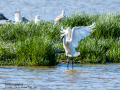 Espátula común - Platalea leucorodia - Becplaner comú