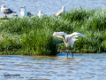 Espátula común - Platalea leucorodia - Becplaner comú