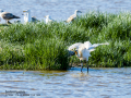 Espátula común - Platalea leucorodia - Becplaner comú