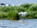 Espátula común - Platalea leucorodia - Becplaner comú