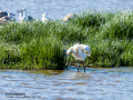 Espátula común - Platalea leucorodia - Becplaner comú