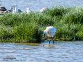 Espátula común - Platalea leucorodia - Becplaner comú