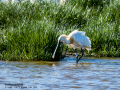 Espátula común - Platalea leucorodia - Becplaner comú