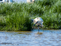 Espátula común - Platalea leucorodia - Becplaner comú