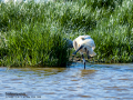 Espátula común - Platalea leucorodia - Becplaner comú