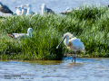 Espátula común - Platalea leucorodia - Becplaner comú