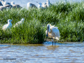 Espátula común - Platalea leucorodia - Becplaner comú