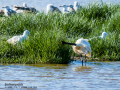 Espátula común - Platalea leucorodia - Becplaner comú