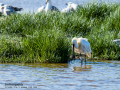 Espátula común - Platalea leucorodia - Becplaner comú