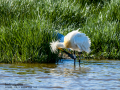 Espátula común - Platalea leucorodia - Becplaner comú