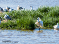 Espátula común - Platalea leucorodia - Becplaner comú