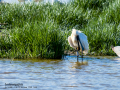 Espátula común - Platalea leucorodia - Becplaner comú