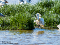 Espátula común - Platalea leucorodia - Becplaner comú