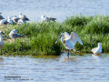Espátula común - Platalea leucorodia - Becplaner comú