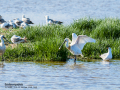 Espátula común - Platalea leucorodia - Becplaner comú