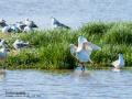 Espátula común - Platalea leucorodia - Becplaner comú
