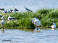 Espátula común - Platalea leucorodia - Becplaner comú