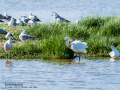 Espátula común - Platalea leucorodia - Becplaner comú