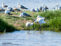 Espátula común - Platalea leucorodia - Becplaner comú