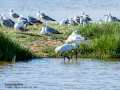 Espátula común - Platalea leucorodia - Becplaner comú