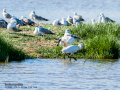 Espátula común - Platalea leucorodia - Becplaner comú