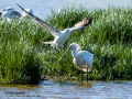 Espátula común - Platalea leucorodia - Becplaner comú