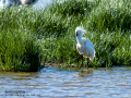Espátula común - Platalea leucorodia - Becplaner comú