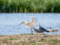 Espátula común - Platalea leucorodia - Becplaner comú