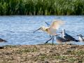 Espátula común - Platalea leucorodia - Becplaner comú