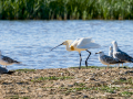 Espátula común - Platalea leucorodia - Becplaner comú
