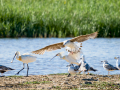 Espátula común - Platalea leucorodia - Becplaner comú