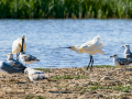 Espátula común - Platalea leucorodia - Becplaner comú