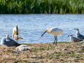 Espátula común - Platalea leucorodia - Becplaner comú